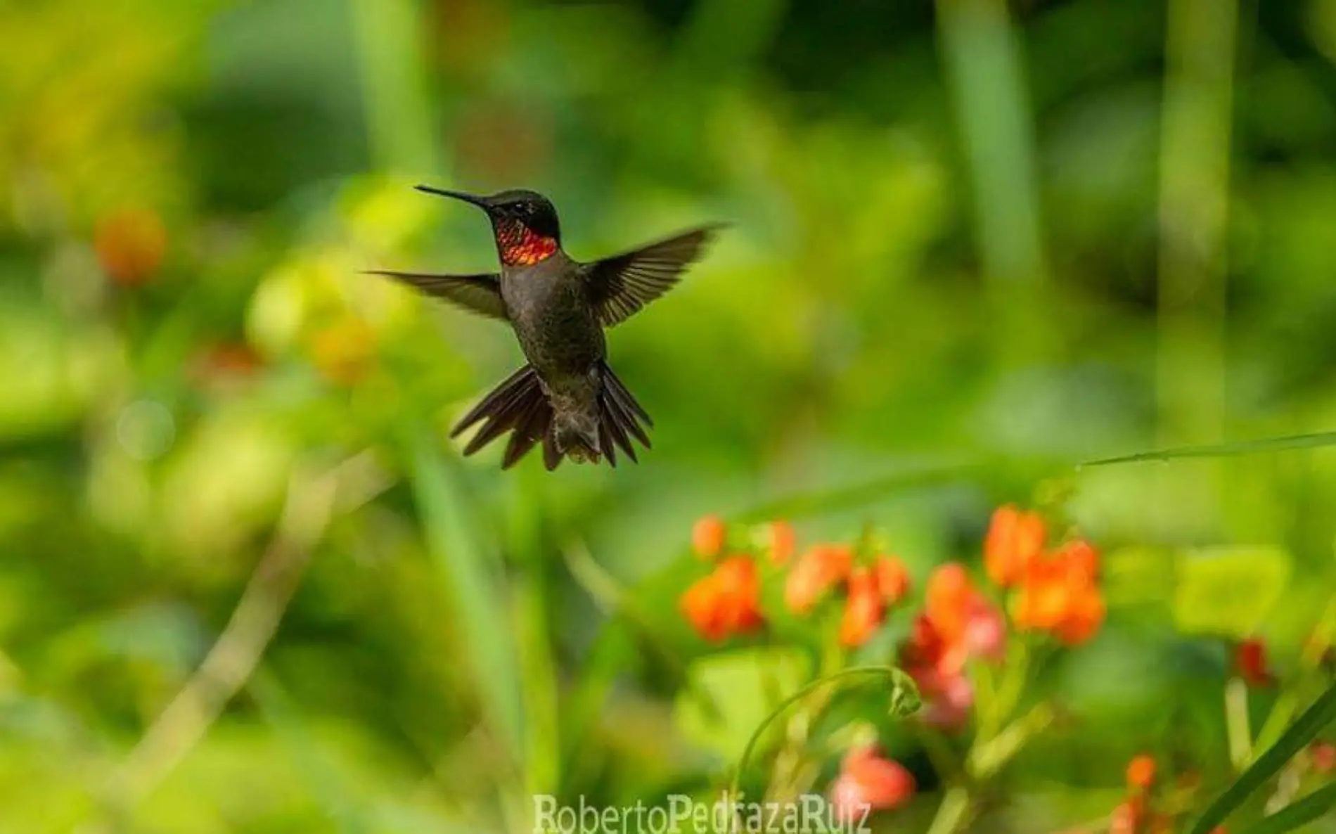 1A COLIBRI_CORTESIA ROBERTO PEDRAZA